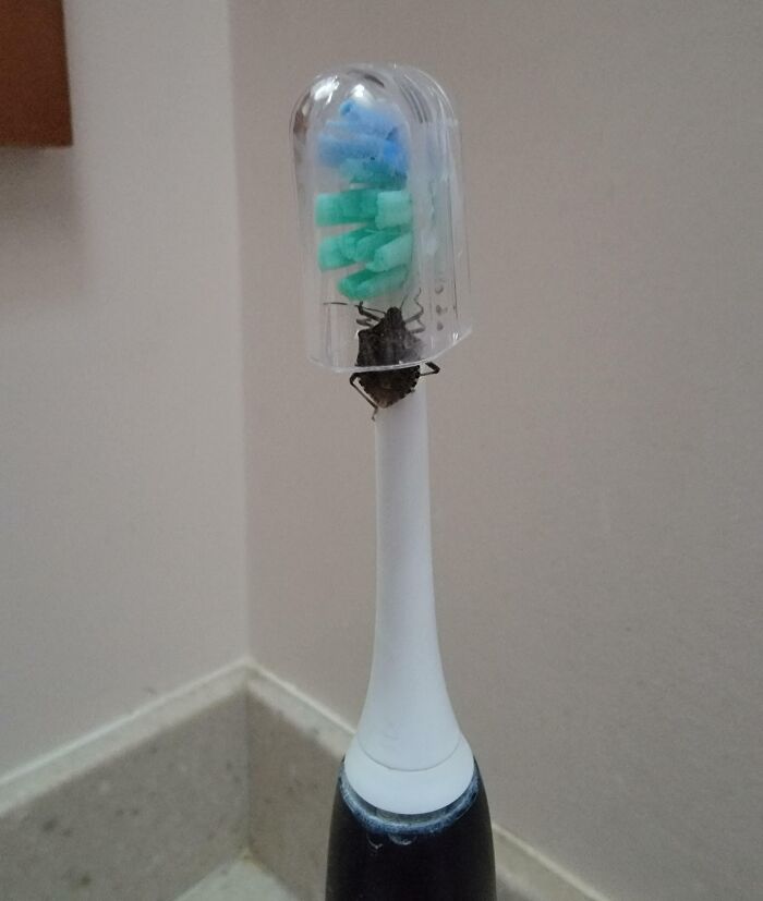 Y yo pensando que la funda lo protegería en todo momento