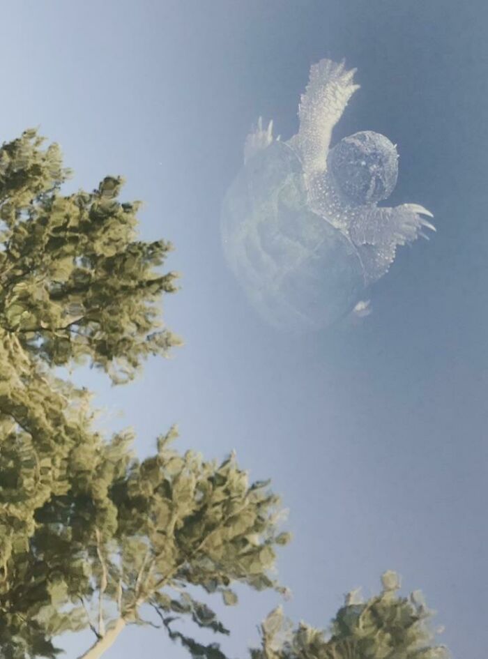 Tortuga en un lago límpido