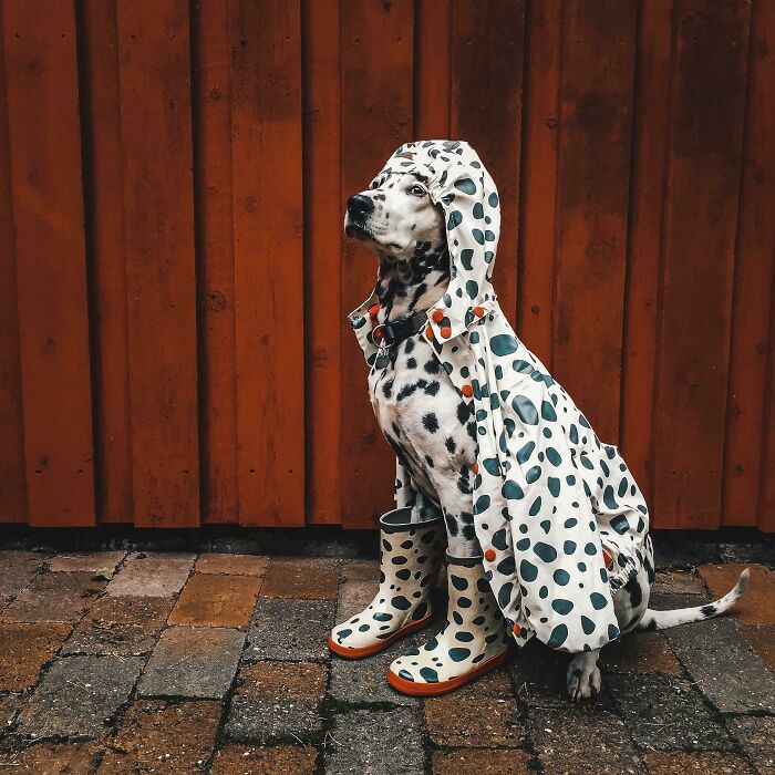 Mi perro y su traje de camuflaje