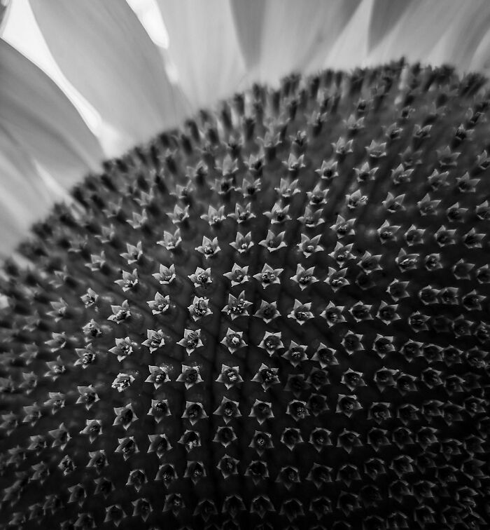 Un girasol