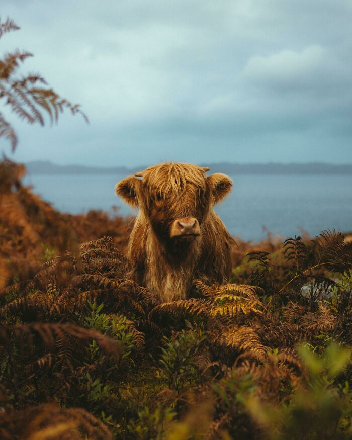 Ternerito de la raza Highland