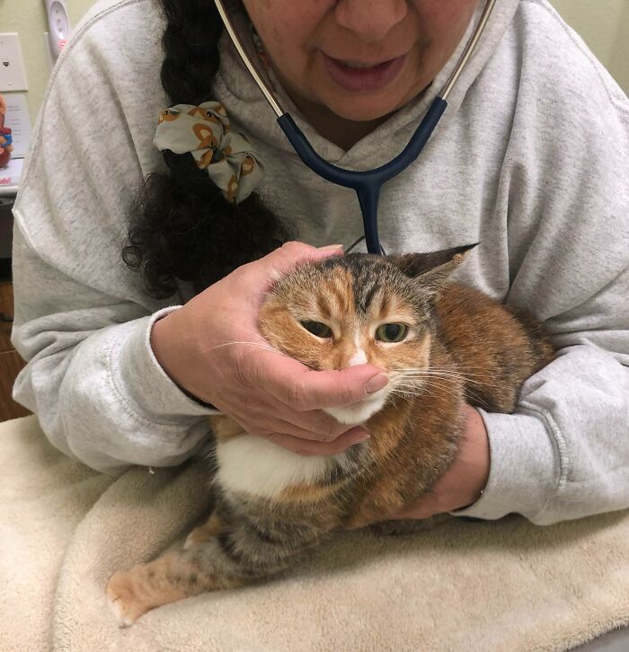 A mi gato no le molesta nada. Estaba ronroneando tan fuerte que la veterinaria no podía oír su corazón y le tuvo que tapar la nariz un momento