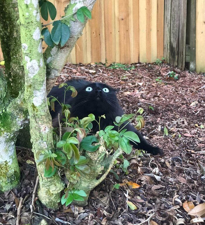 Luna explorando el exterior por primera vez
