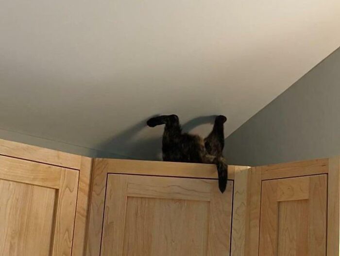 Mi gato viviendo en otra gravedad