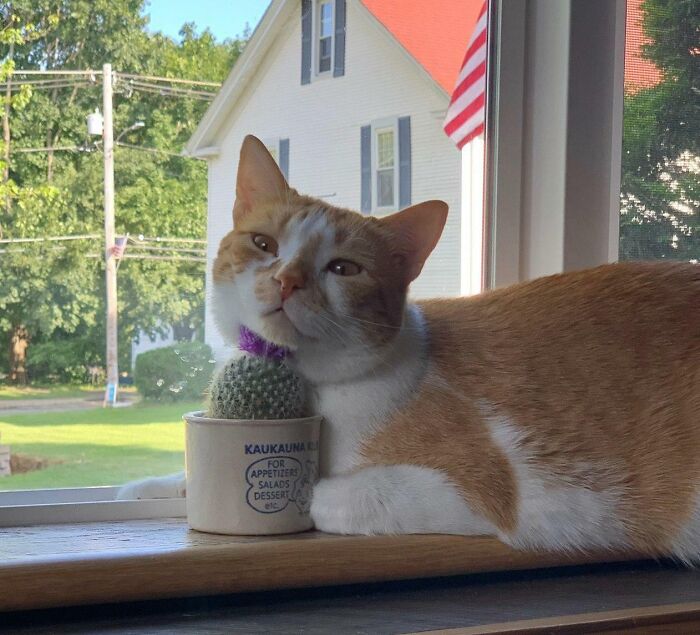 El cactus era para que el gato no se subiera ahí. Ahora estamos así