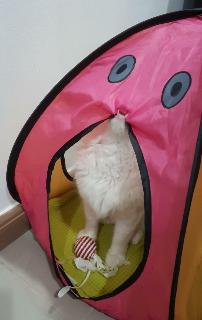Tienda de campaña para mi gato, creo que le gusta
