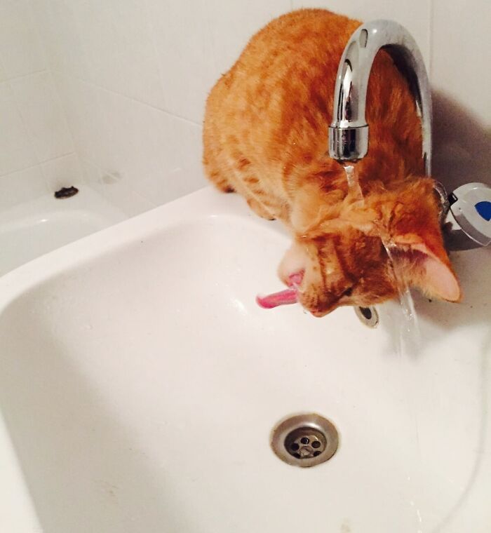 Mi gato es tonto pero adorable