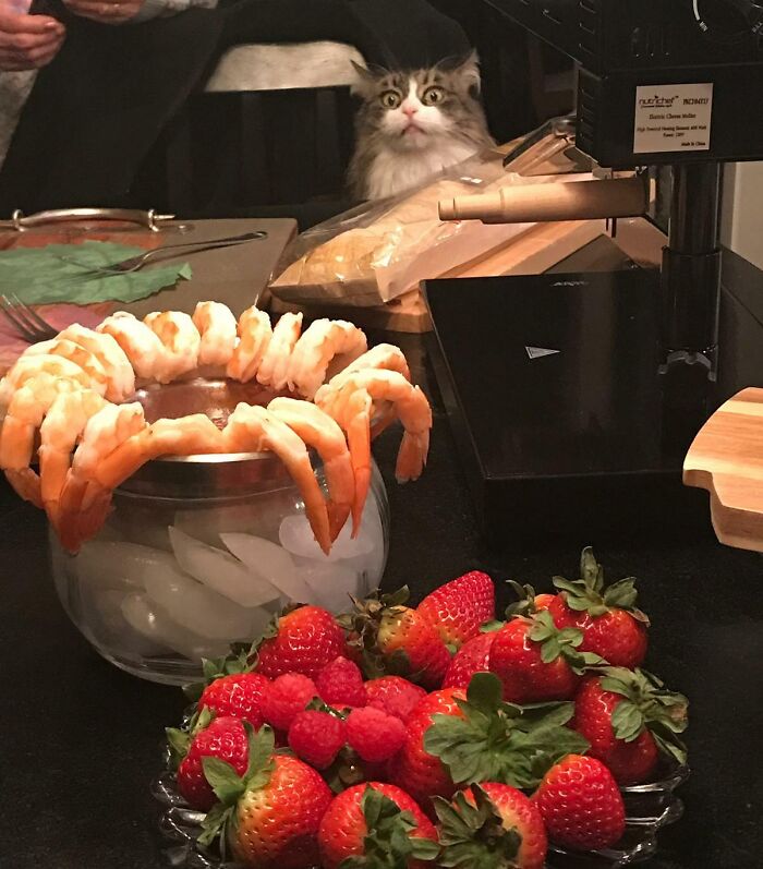 El gato de mi suegra está obsesionado con las gambas