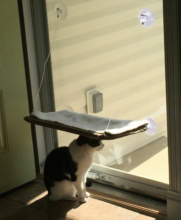 Ya no le compro nada más a mi gato
