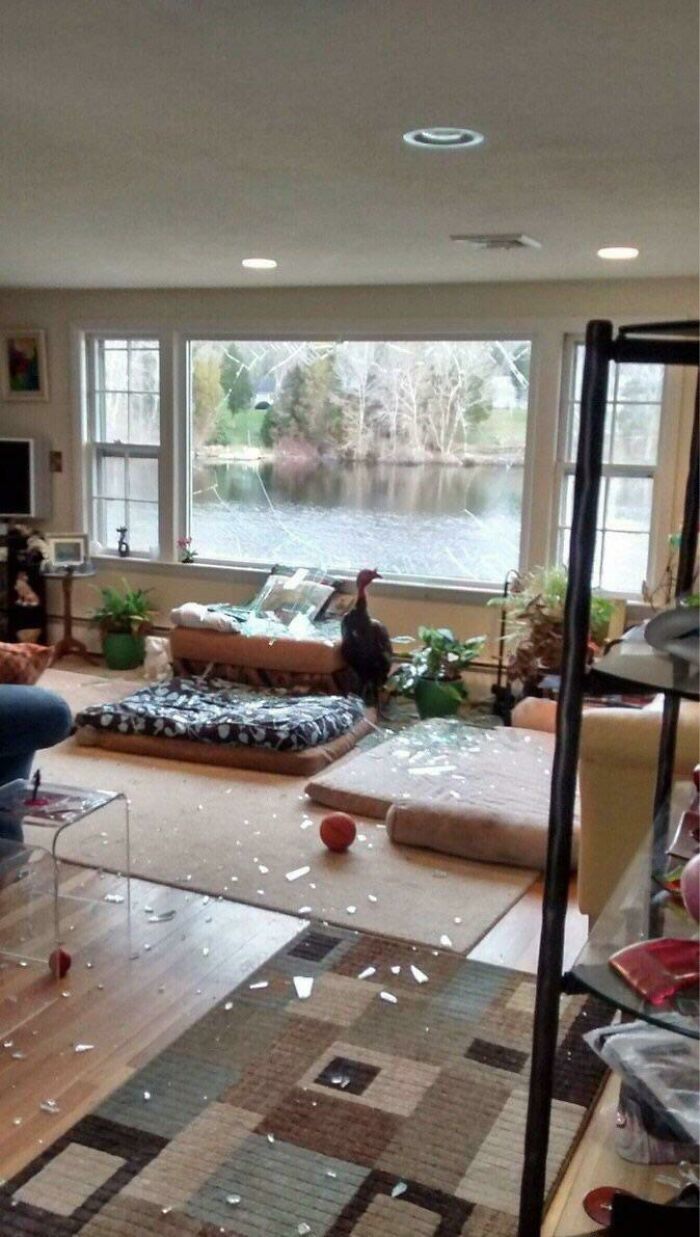 Esa vez que un pavo salvaje rompió un ventanal y se coló en la casa
