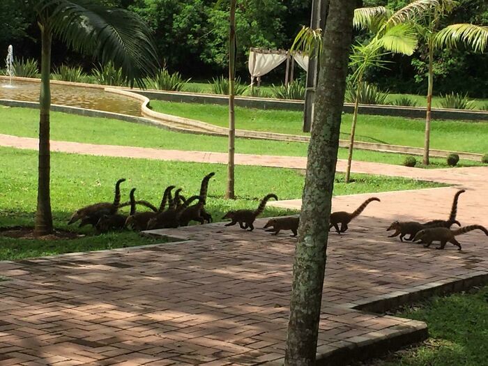 Parece Parque Jurásico