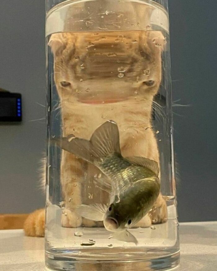 “Blursed”: 50 Images That Are Giving Both “Blessed” And “Cursed” Energy