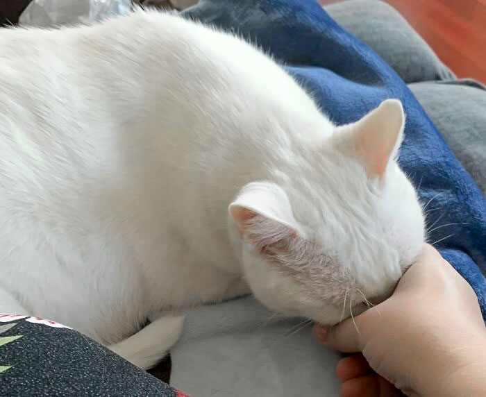 He adoptado a este gato de 12 años hace poco y mete la cara en mi mano cuando quiere más mimos