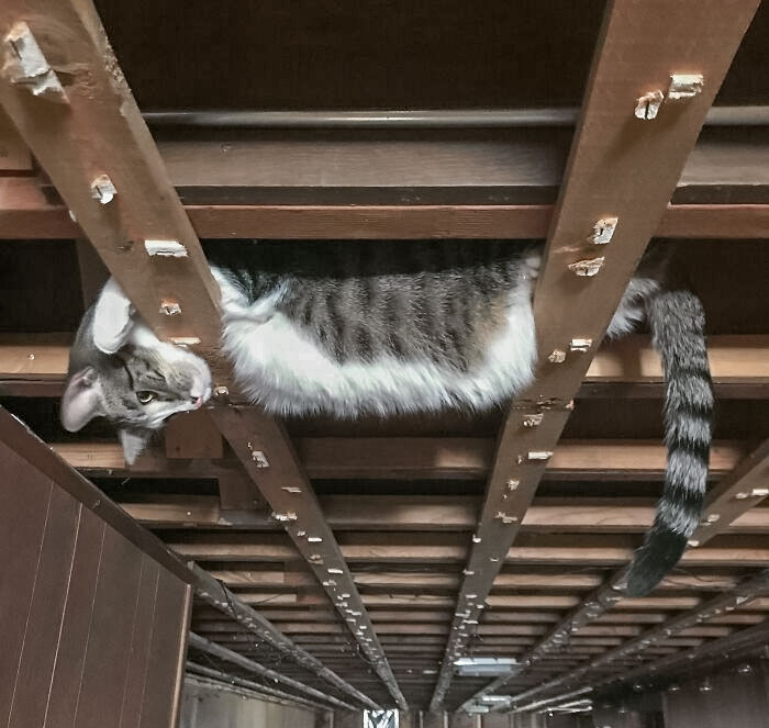 Estoy remodelando el sótano y ahí está mi gato
