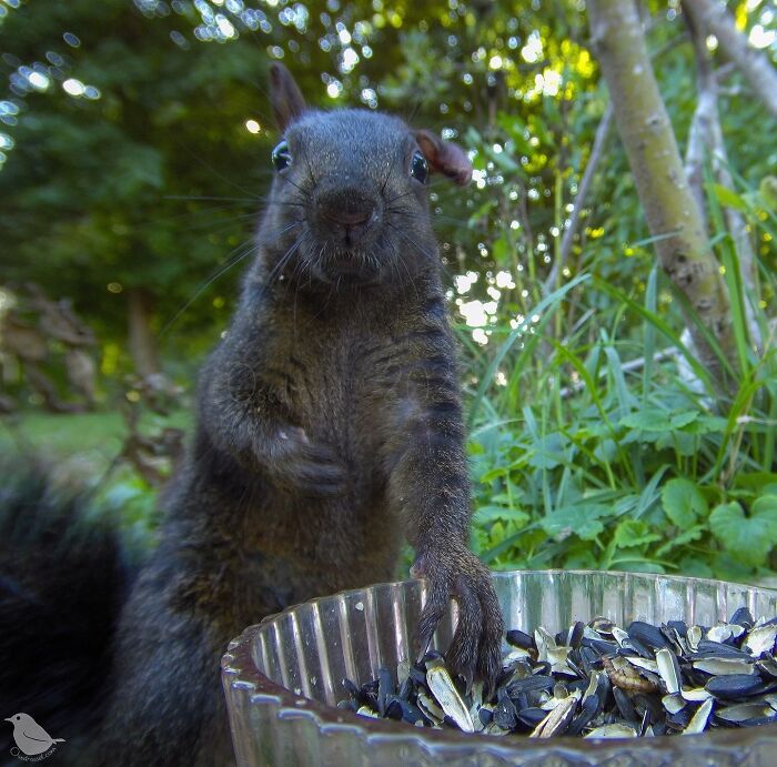 Woman Puts Camera On Bird Feeder In Her Yard, Here Is What It Has Caught (50 New Pics)