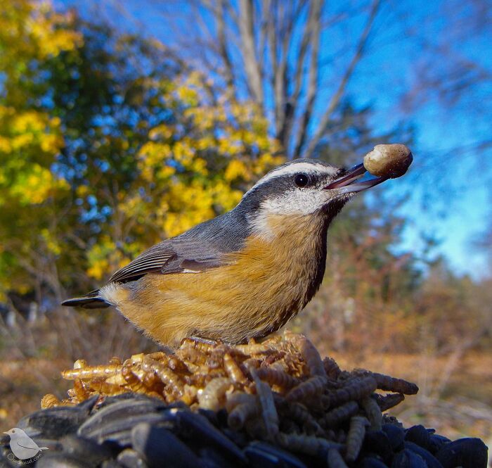 Woman Puts Camera On Bird Feeder In Her Yard, Here Is What It Has Caught (50 New Pics)