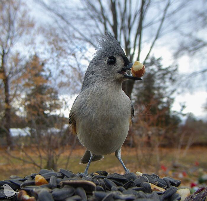 Woman Puts Camera On Bird Feeder In Her Yard, Here Is What It Has Caught (50 New Pics)