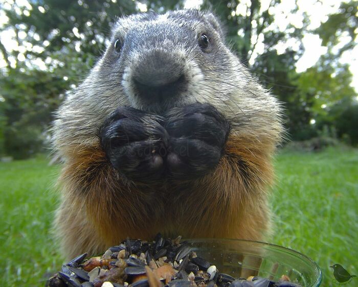 Woman Puts Camera On Bird Feeder In Her Yard, Here Is What It Has Caught (50 New Pics)