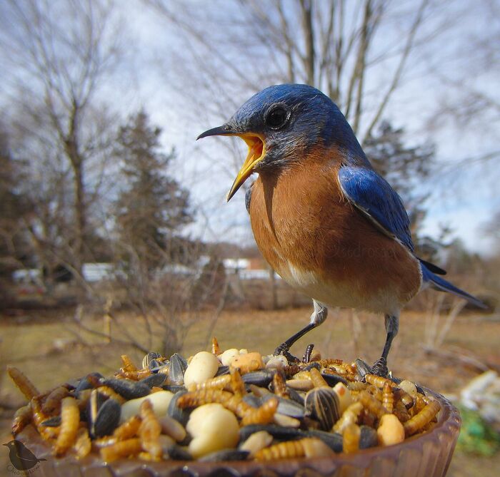 Woman Puts Camera On Bird Feeder In Her Yard, Here Is What It Has Caught (50 New Pics)