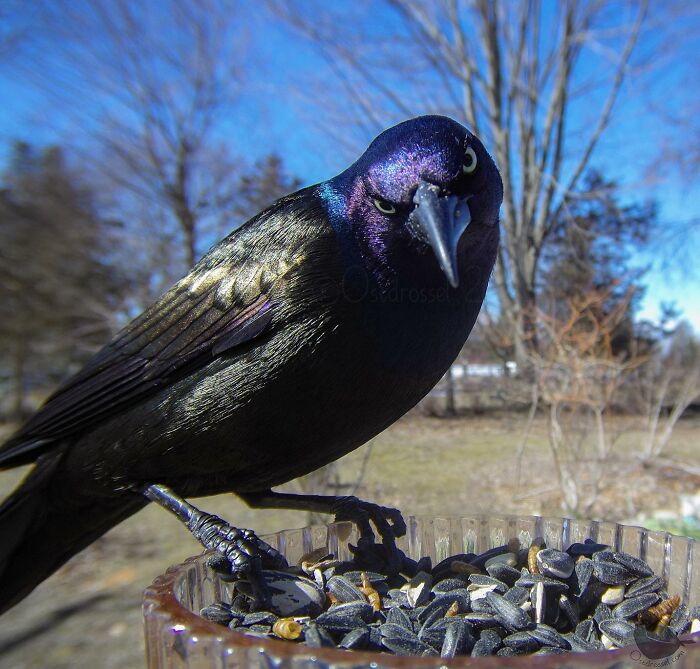 Woman Puts Camera On Bird Feeder In Her Yard, Here Is What It Has Caught (50 New Pics)