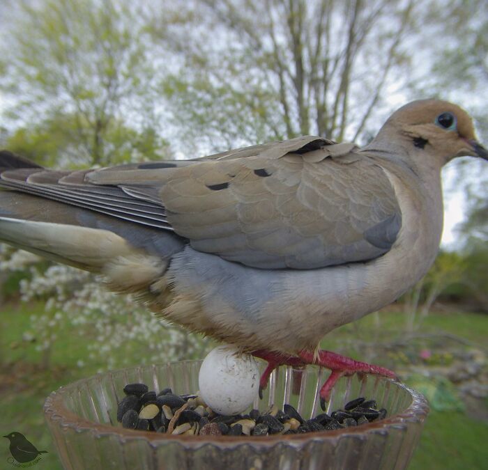 Woman Puts Camera On Bird Feeder In Her Yard, Here Is What It Has Caught (50 New Pics)