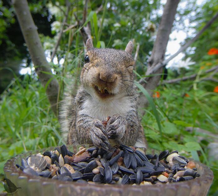 Woman Puts Camera On Bird Feeder In Her Yard, Here Is What It Has Caught (50 New Pics)