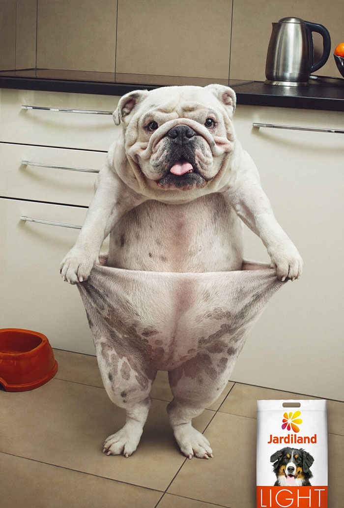 Comida ligera para perros