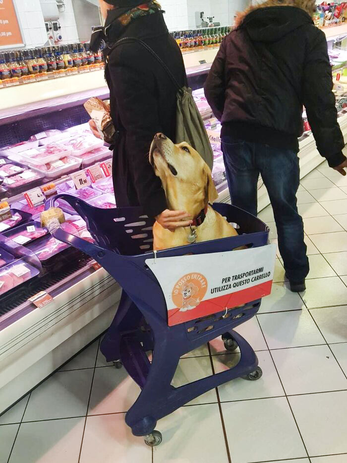 Carrito para llevar a tu mascota por la tienda