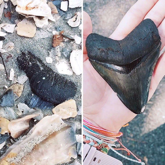Tras años buscando dientes de tiburón, he encontrado uno de Megalodón