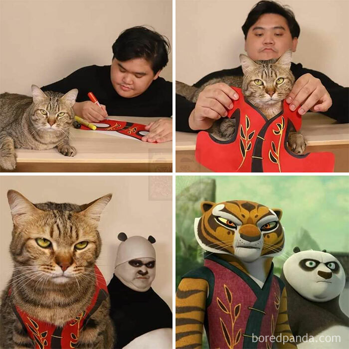 El gato clavando la expresión de Tigresa