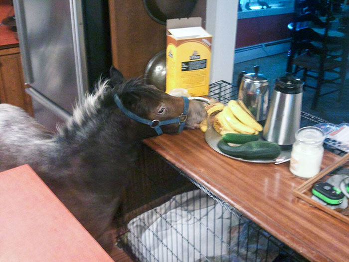 El caballito de mi madre se coló en casa y robó un plátano
