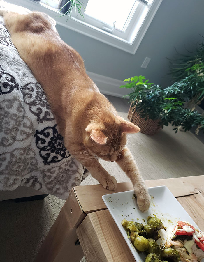 Simuló estar durmiendo pero se movía lentamente hacia la comida