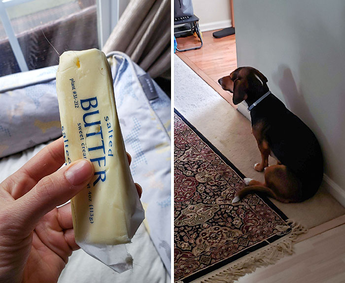 He encontrado el alijo de mantequilla de mi perro, en su cama. No quiere hablar de ello