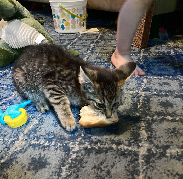 Ayer rescaté a este gatito de una cruel vida en la calle, hoy ha robado descaradamente el almuerzo de mi hijo. He adoptado un criminal