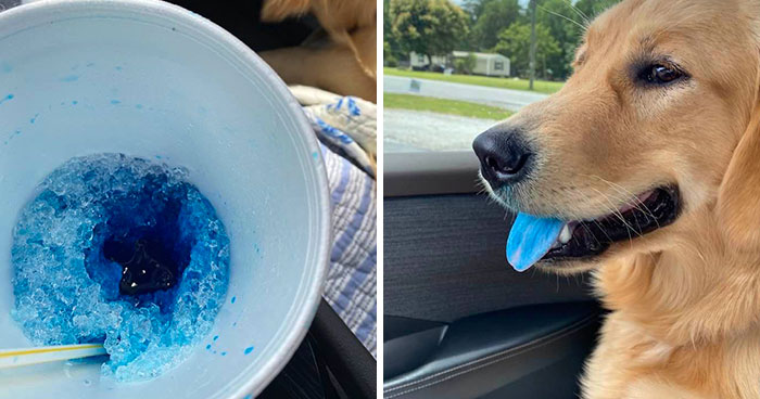 40 Mascotas ladronas pilladas in fraganti robando comida (nuevas fotos)