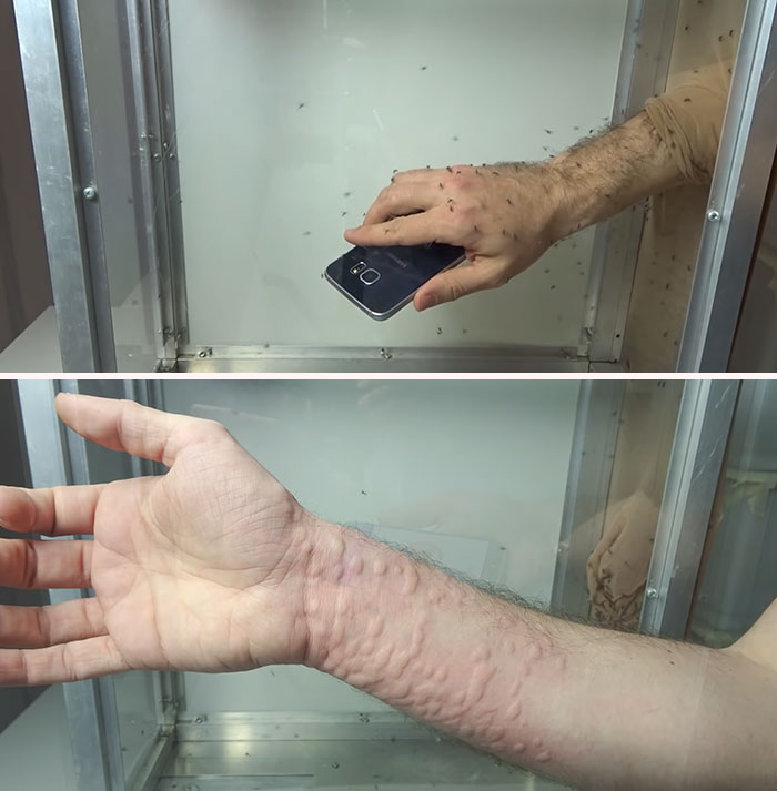 Sacrificó su antebrazo para probar un repelente de mosquitos ultrasónico