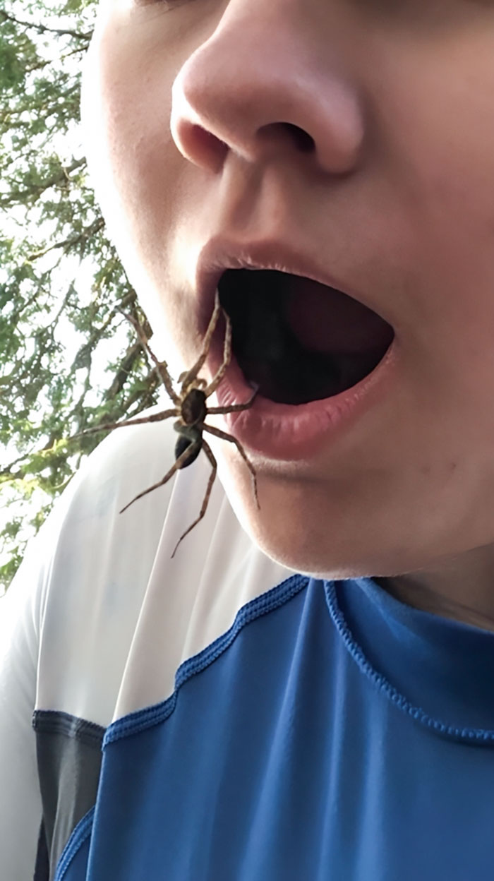 Esta araña se cayó de un árbol y se agarró a mi labio mientras caía