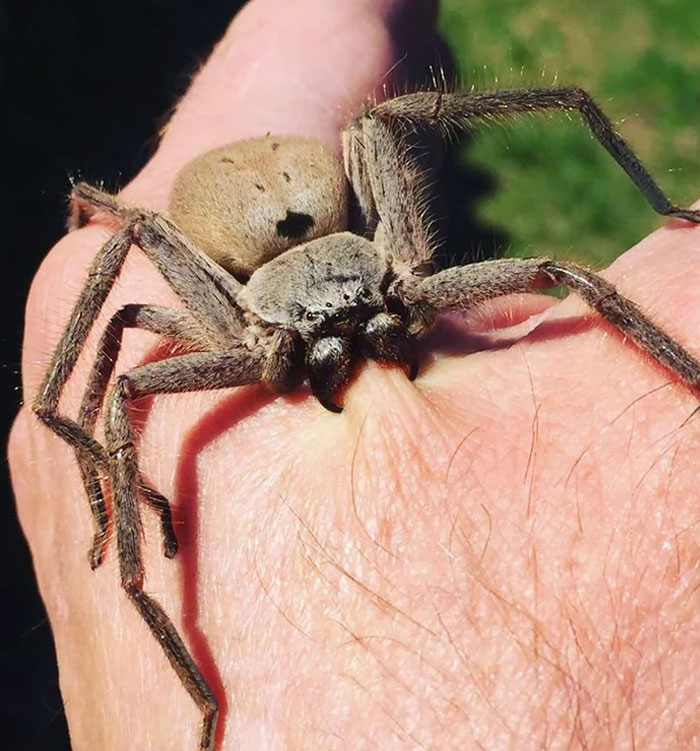 Araña de la madera mordiendo a alguien