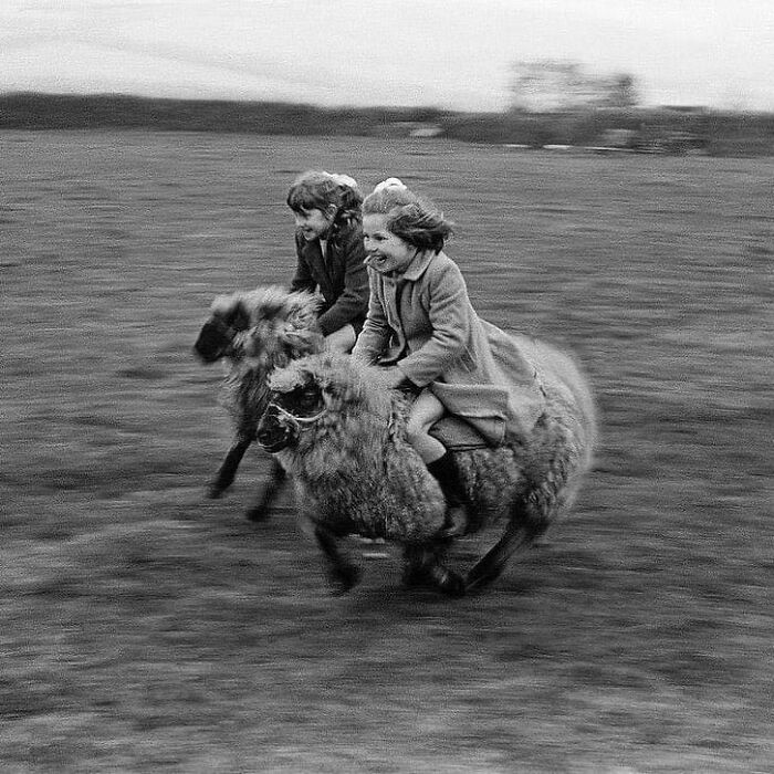 Niñas galopando sobre ovejas en Cornwall, Inglaterra, 1969