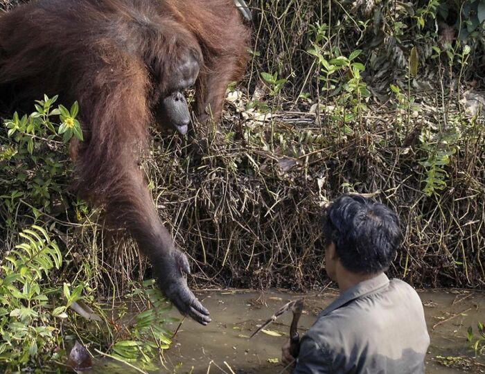Este orangután intentó salvar a un hombre de un estanque lleno de serpientes, pensando que corría peligro