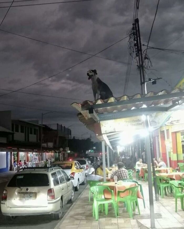 “Passing The Bounds Of What’s Usual”: 50 Unhinged Pics That Are As Confusing As They Are Amusing