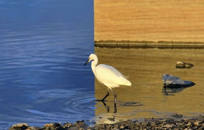 Foto auténtica del fotógrafo Keinichi Ohno. El ave está al borde y el reflejo crea una ilusión óptica