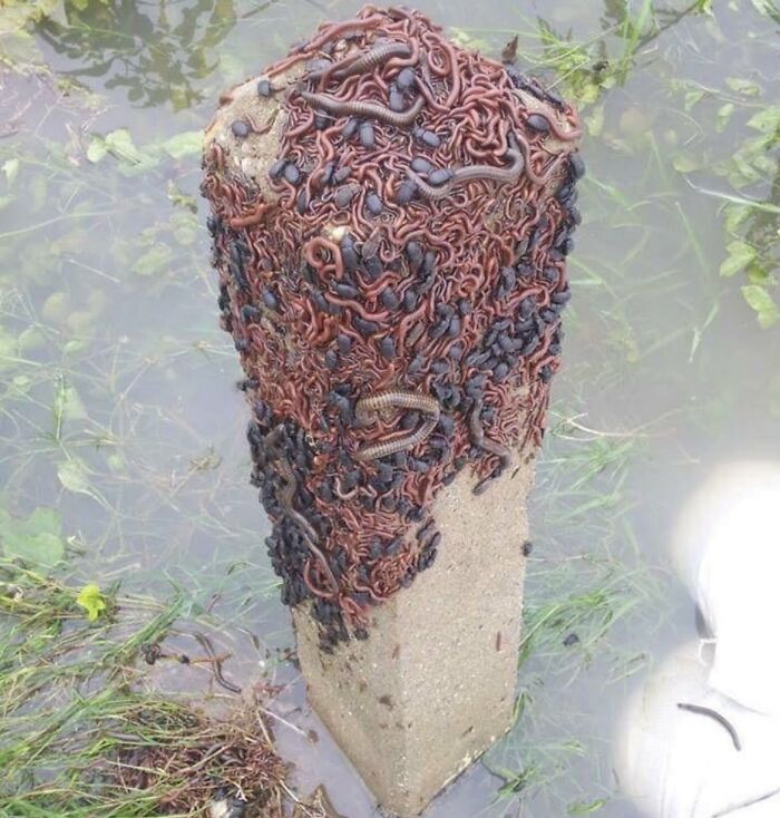 Bichos intentando salvarse de una inundación