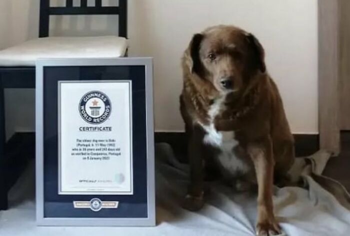 Este año, un perro portugués llamado Bobi se ha convertido en el perro más anciano del mundo. Tiene 30 años