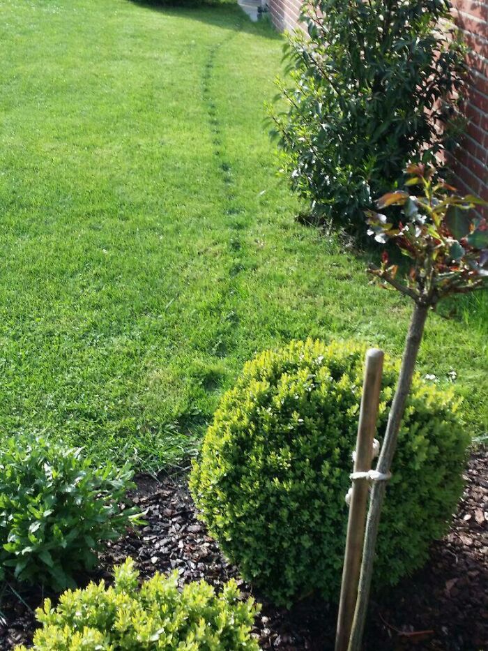 El gato de mis padres siempre toma el mismo camino por el jardín