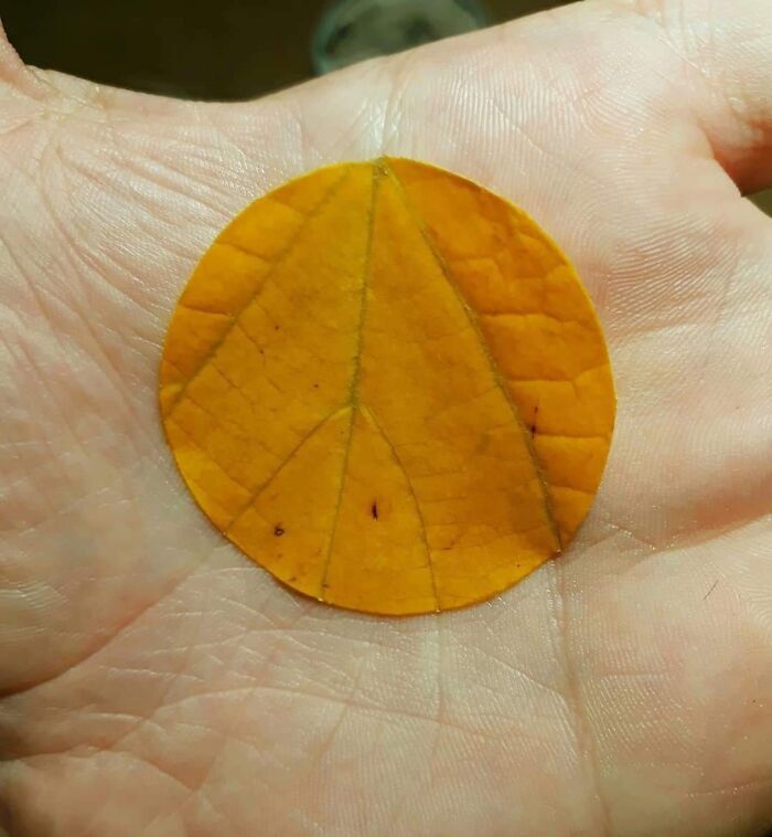 Las venas de la hoja se alinean con las líneas de la mano