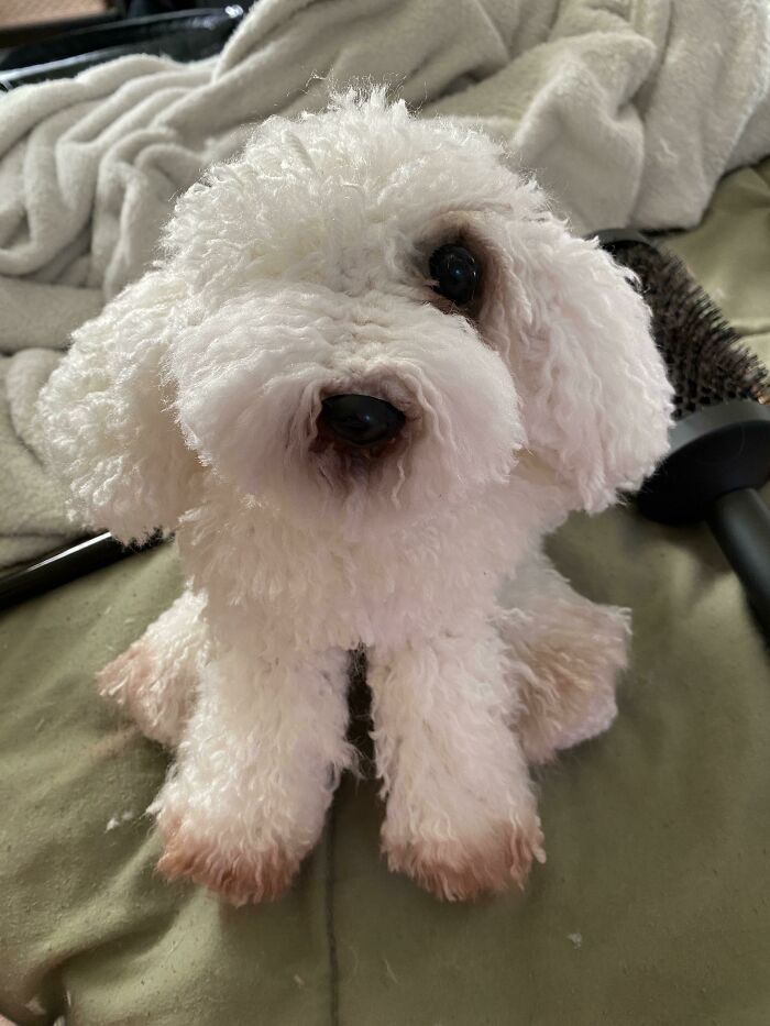 El perro de mi amiga ha fallecido y le he hecho este de ganchillo para recordarlo
