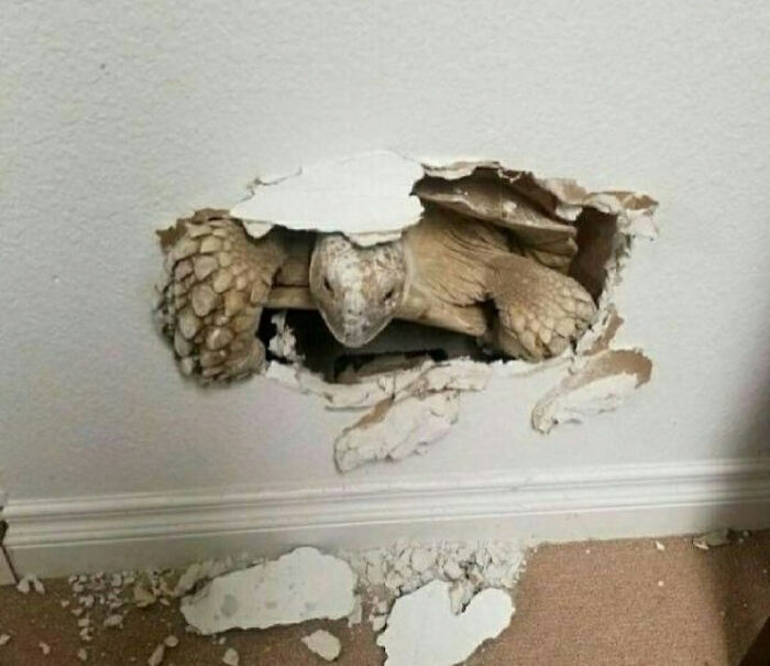 ¡Estoy aquí!