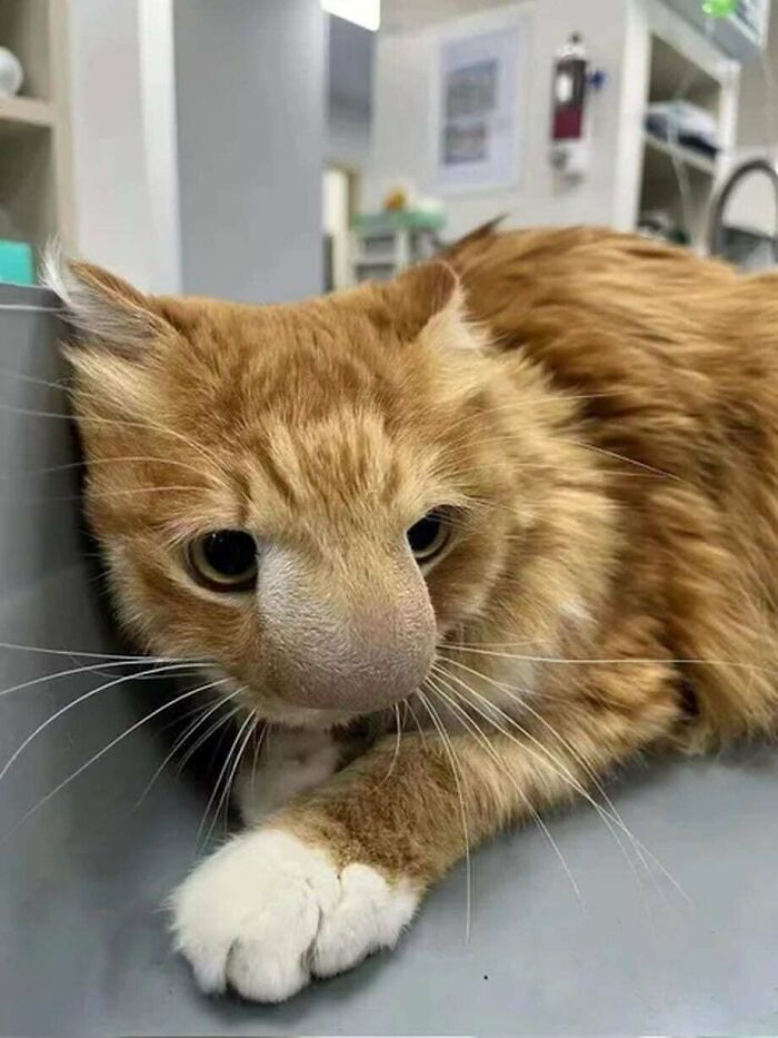 Gato contra abeja