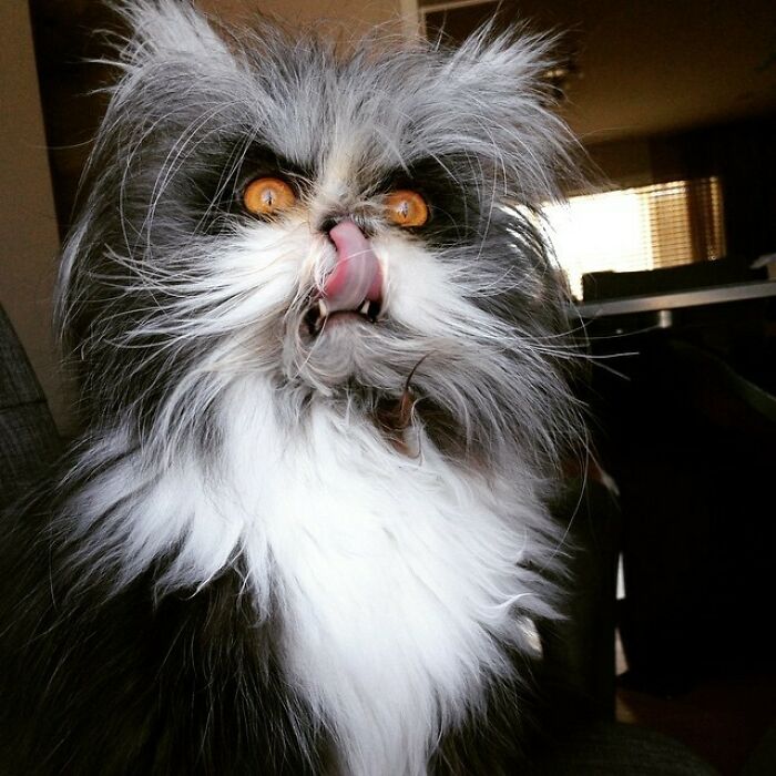 Qué peludo